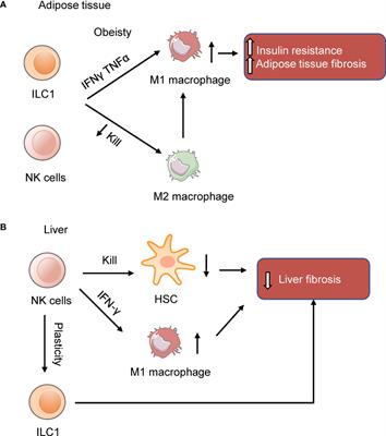 Role of Innate lymphoid Cells in Obesity and Insulin Resistance